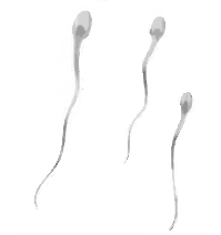Male Fertility
